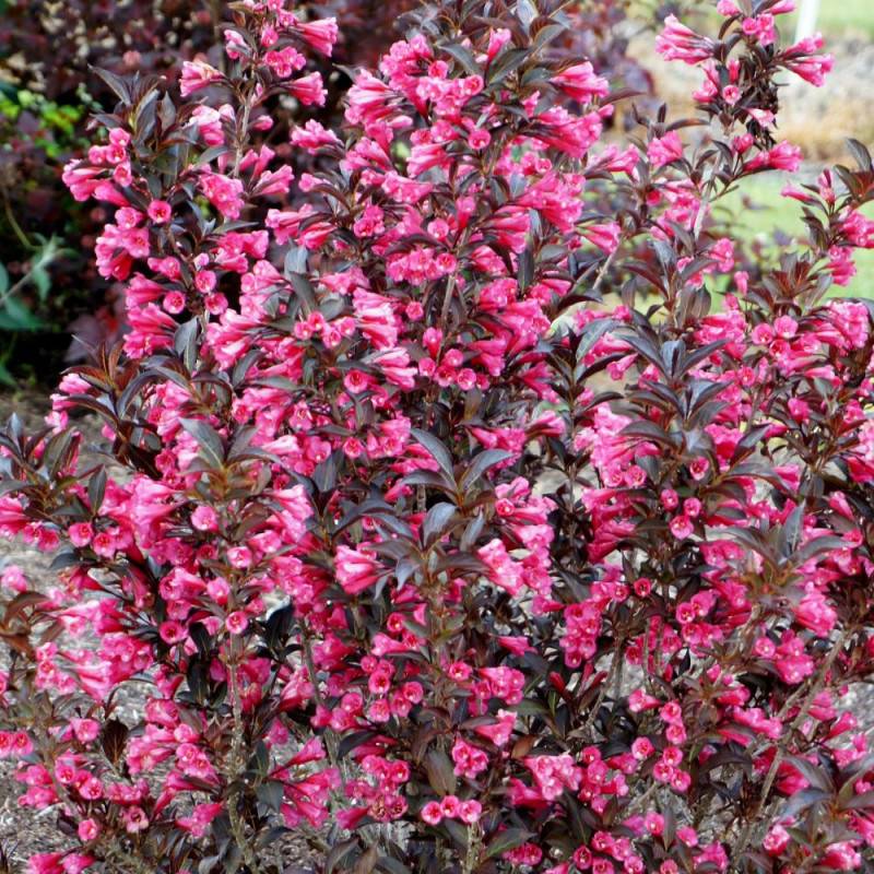Weigela Alexandra®, Weigelia à fleurs Rouge - feuillage Caduc - Pot de 4L - 40/60 cm-  hauteur à maturité De 1,50 m à 2,00 m - Image 7