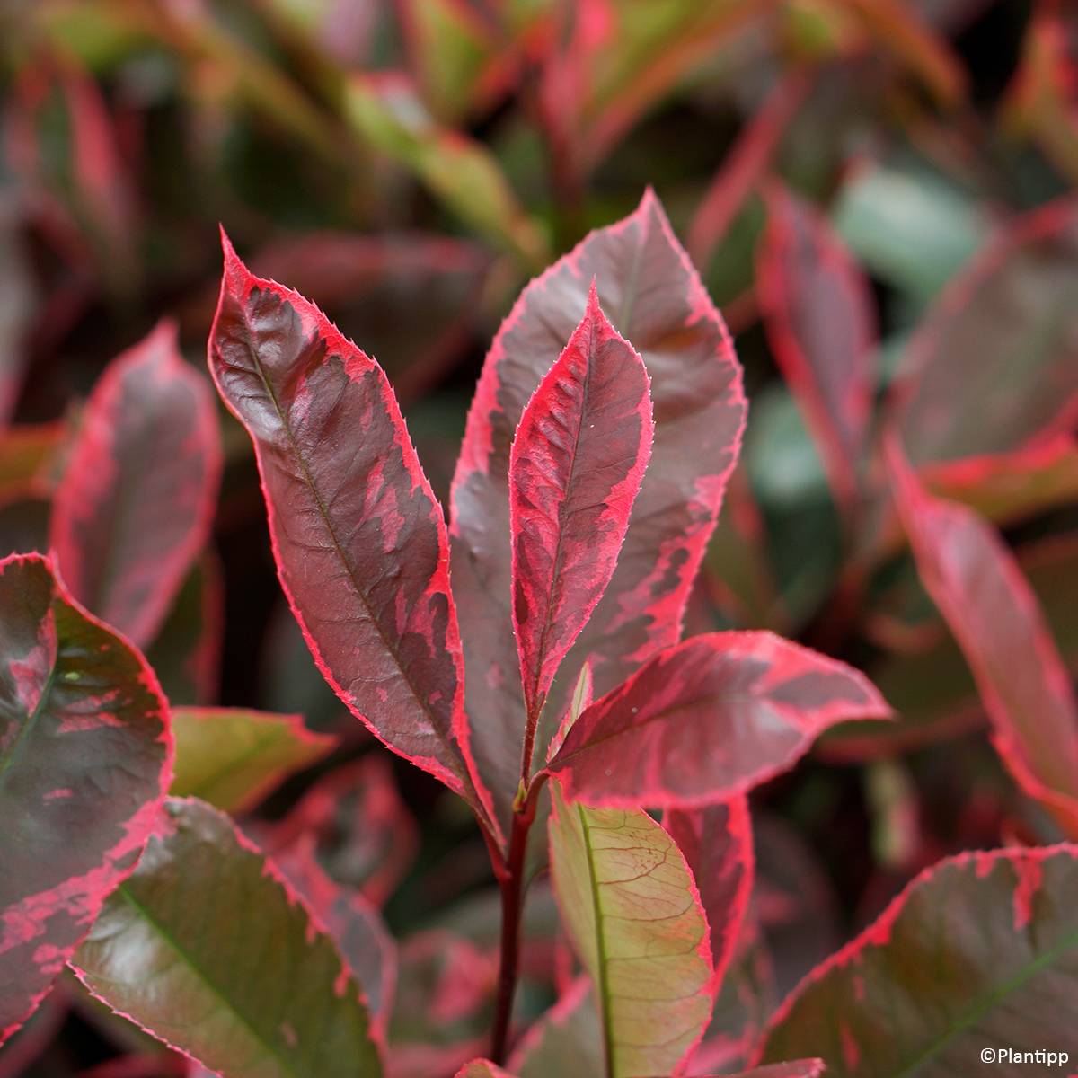 Photinia fraseri Louise Pot de 2L/3L