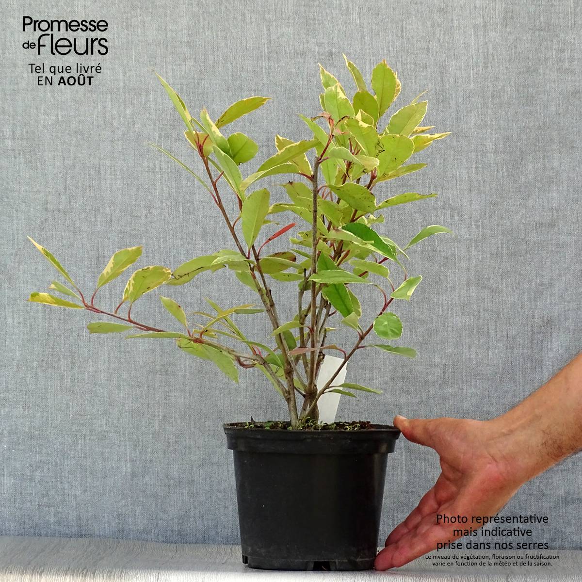 Photinia fraseri Louise Pot de 2L/3L - Image 2