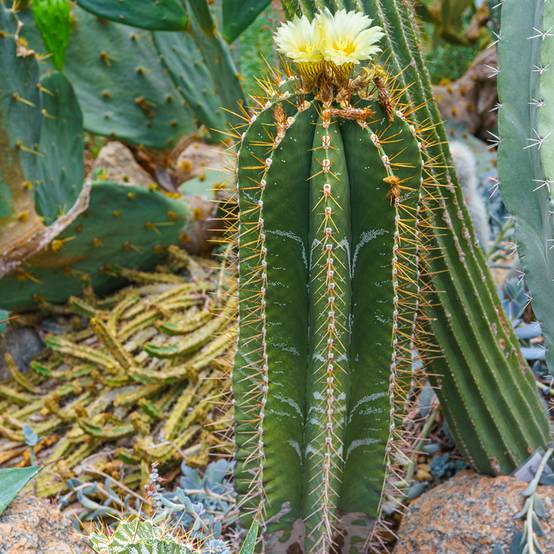 Cactus - Astrophytum ornatum Pot de 4L/5L, 16/18 diamètre