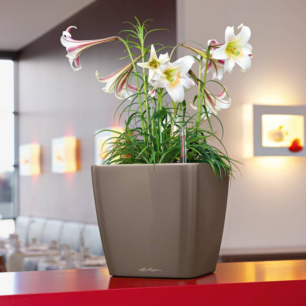 Lechuza - Pot Quadro Premium LS 35 - kit complet, taupe brillant 35 cm Lechuza - Imagen 3