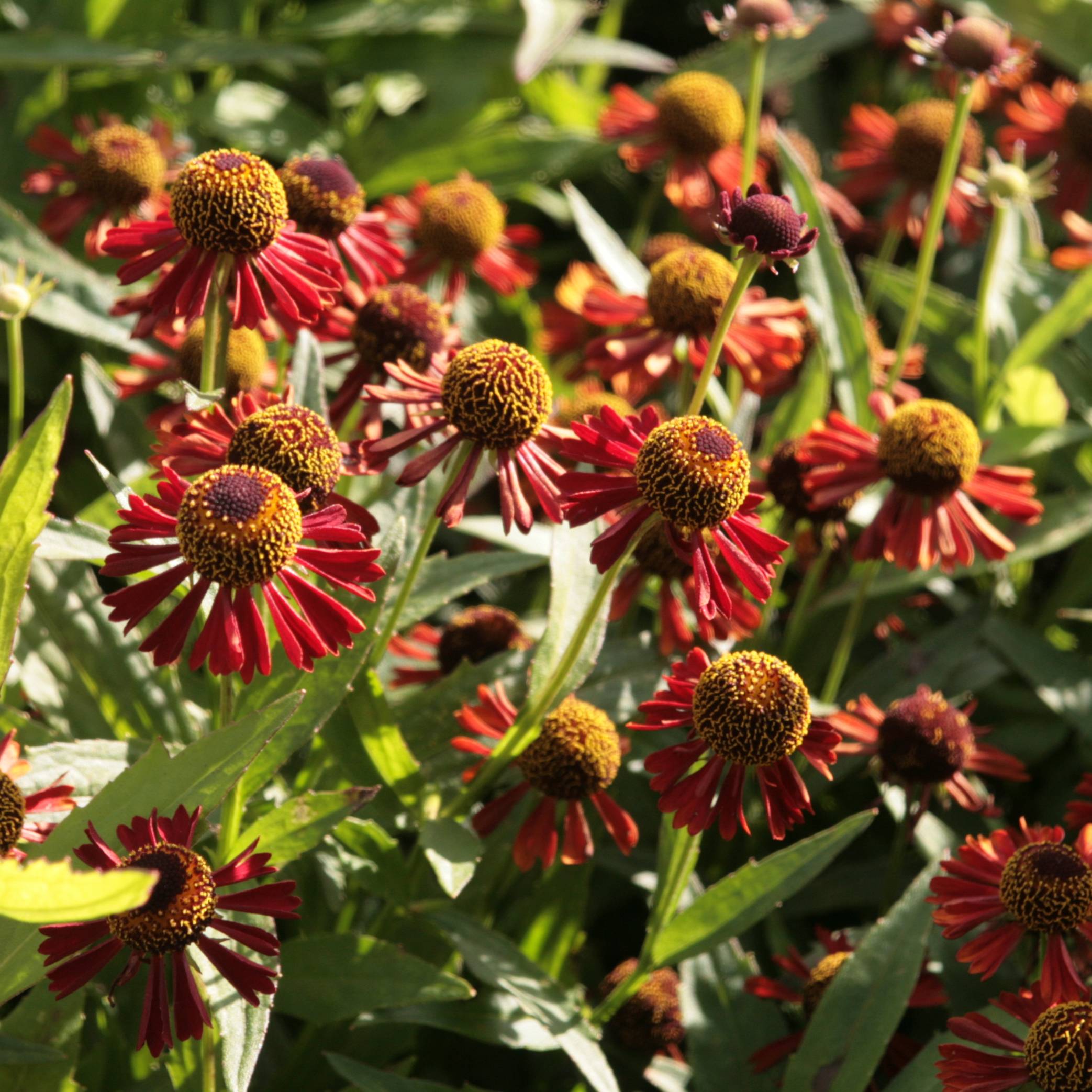Helenium Ruby Tuesday - Hélénie rouge rubis Godet de 8/9 cm