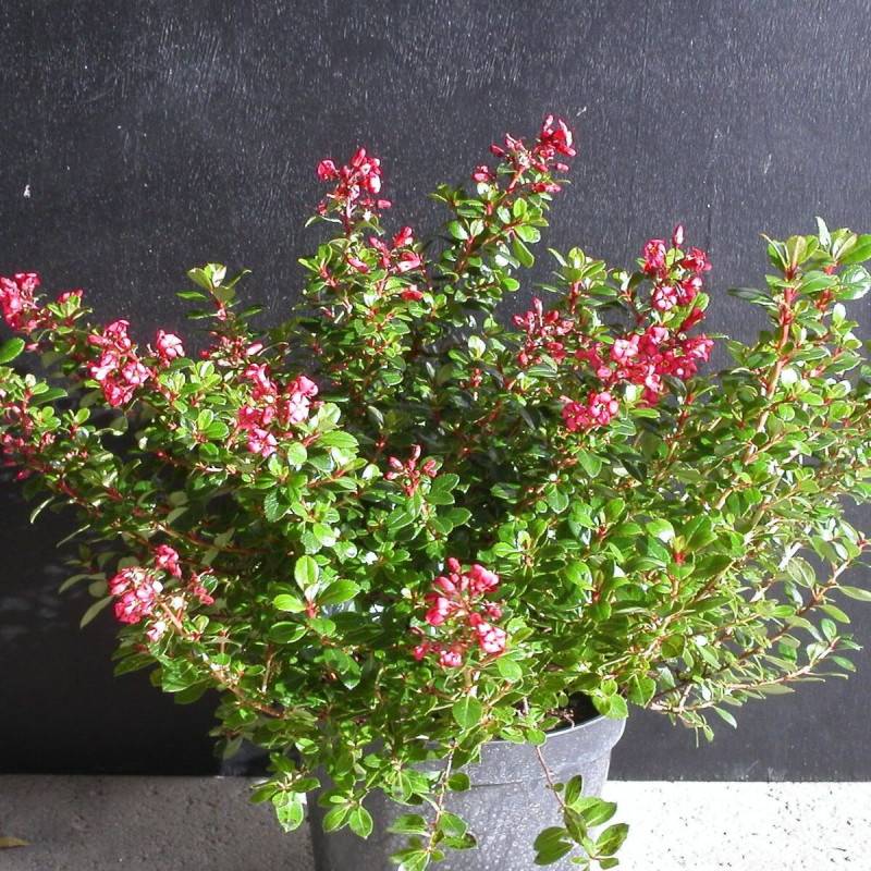 Escallonia Red Dream à fleurs Rouge/ - feuillage Persistant - Pot de 3L - 40/60 cm - Image 1