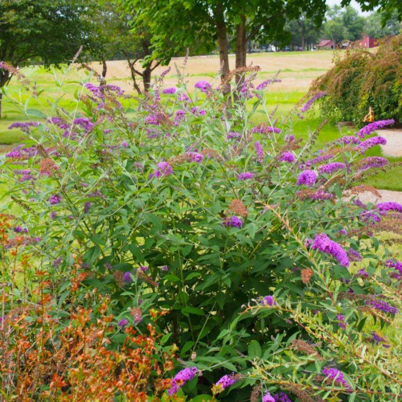 Arbre aux papillons 'Nanho Purple' (Buddleja davidii 'Nanho Purple') - Godet - Taille 10/15cm - Pépinières Naudet