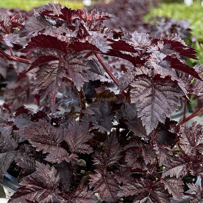 Astilbe Darkside Of The Moon Godet de 8/9 cm