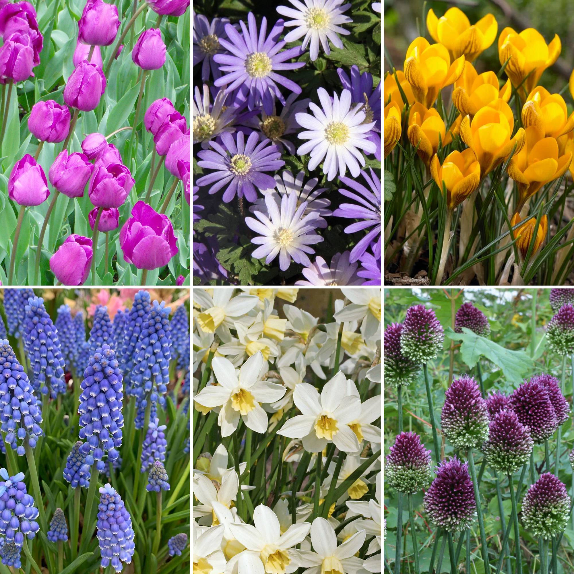 Gardenersdream - Mélange de bulbes de jardin - Tulipe, Anémone, Crocus, Muscari, Narcisse, Allium (125 bulbes) - Imagen 2