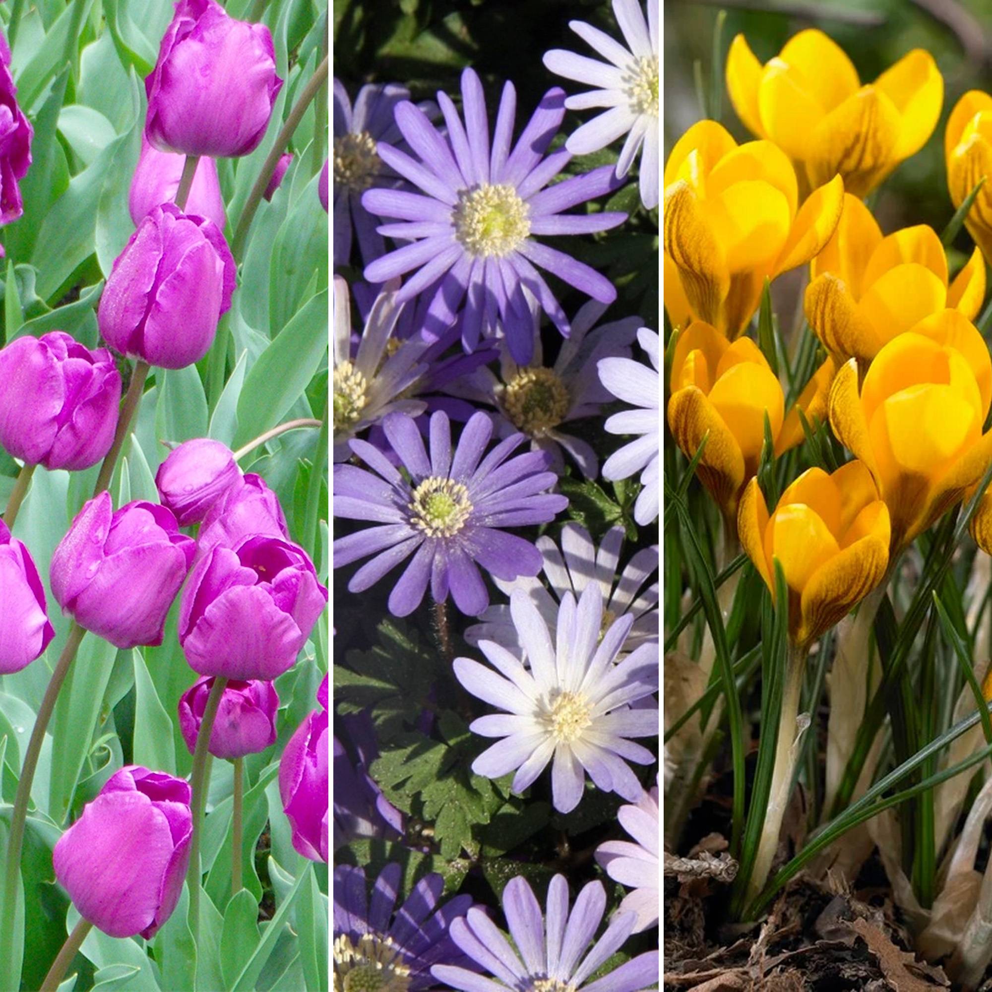 Gardenersdream - Mélange de bulbes de jardin - Tulipe, Anémone, Crocus, Muscari, Narcisse, Allium (125 bulbes) - Imagen 3