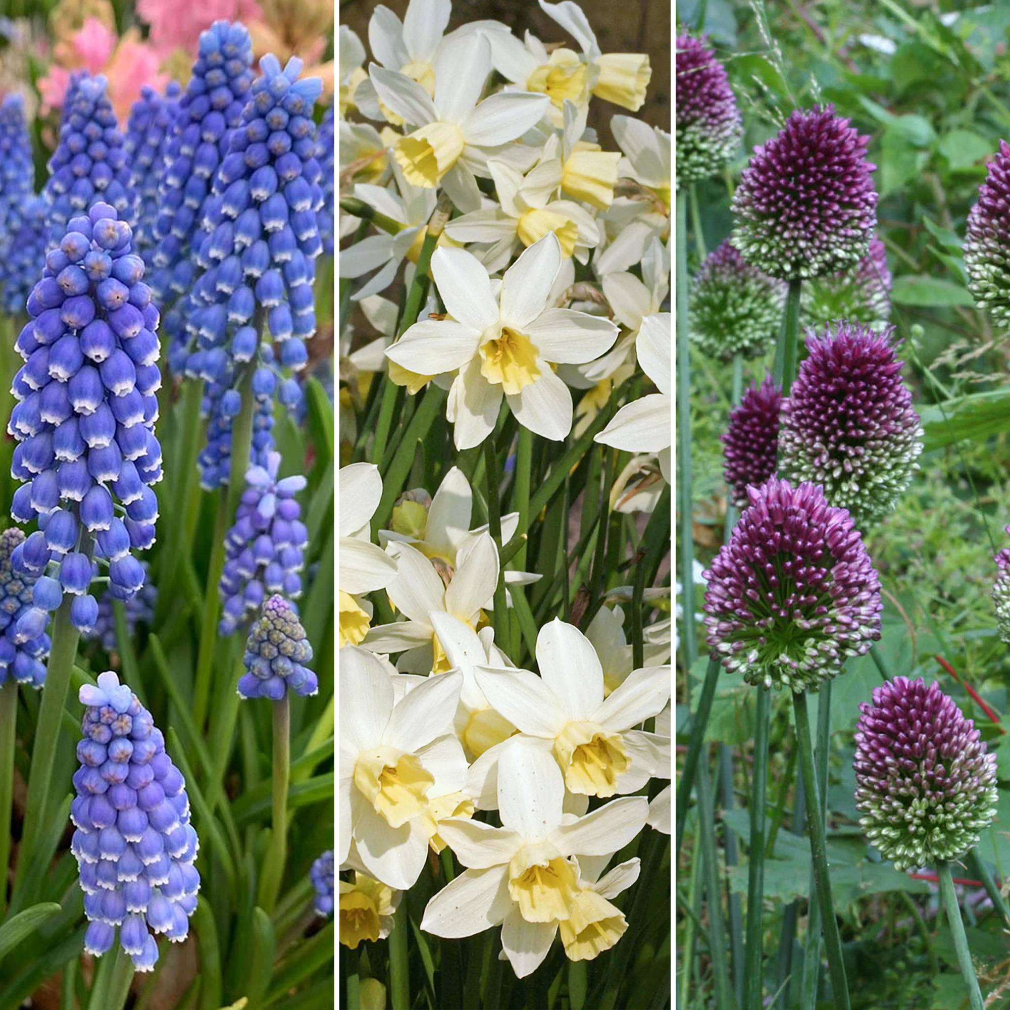 Gardenersdream - Mélange de bulbes de jardin - Tulipe, Anémone, Crocus, Muscari, Narcisse, Allium (125 bulbes) - Imagen 4