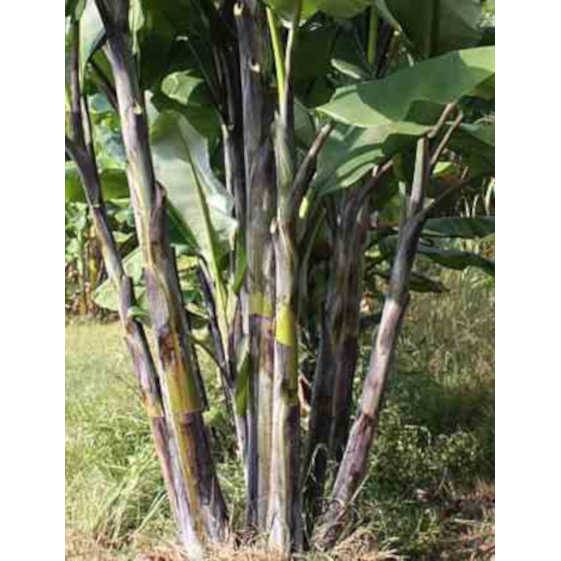 0 - Musa nagensium (bananier à tronc violet)  Pot de 15 litres - 160/180 cm