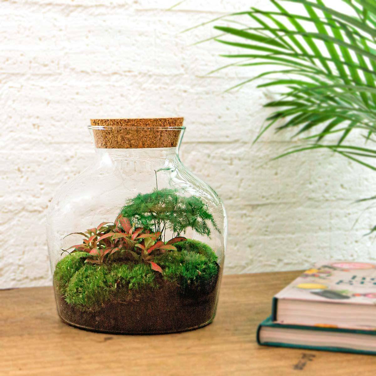 Diy Terrarium - Image 2
