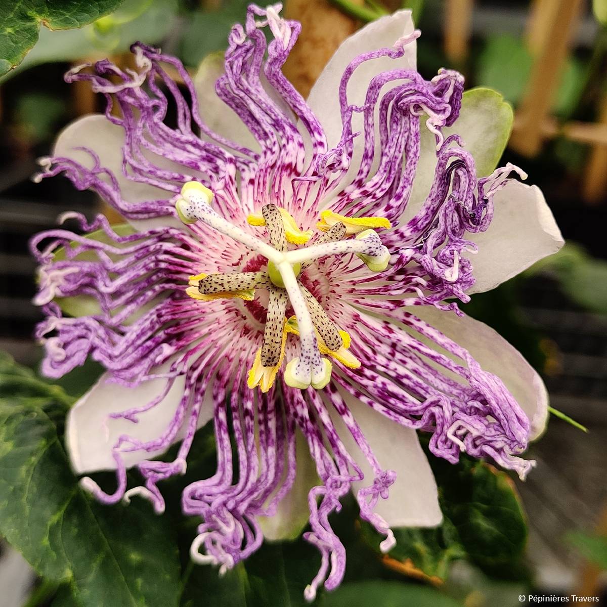 Passiflore Eia popeia - Passiflora (x) incarnata Pot de 2L/3L