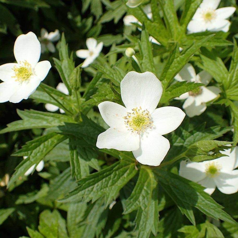 Anémone du Canada - Anemone canadensis Godet de 8/9 cm