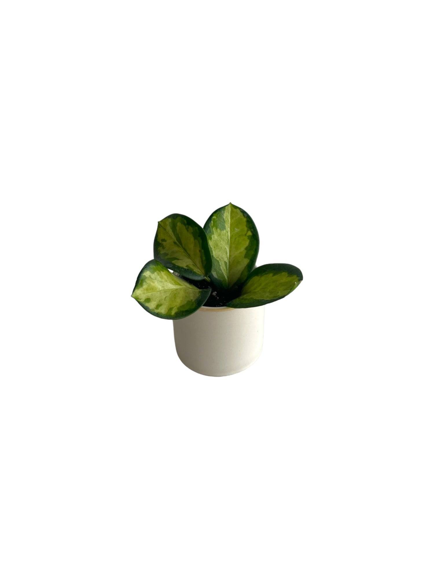 Mini Hoya carnosa tricolor 10cm - Plante d'intérieur- La Green Touch