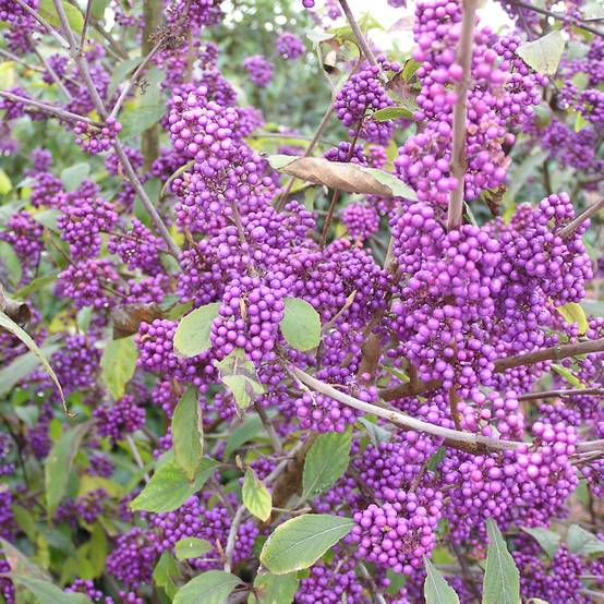 Callicarpa bodinieri Profusion - Arbuste aux bonbons Pot de 2L/3L - Image 1