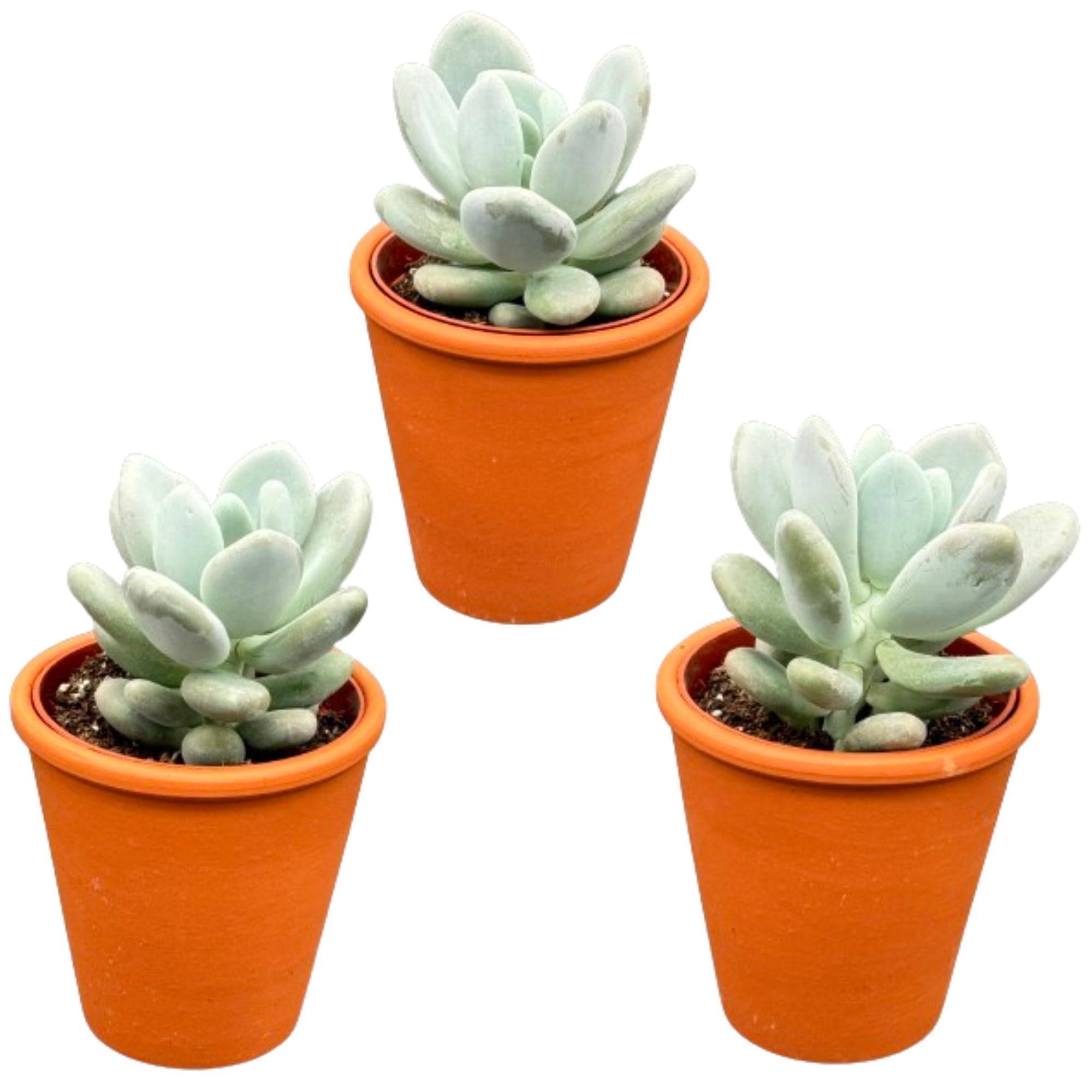 Lot de 3 Pachyphytum Oviferum en pot terracotta- La Green Touch