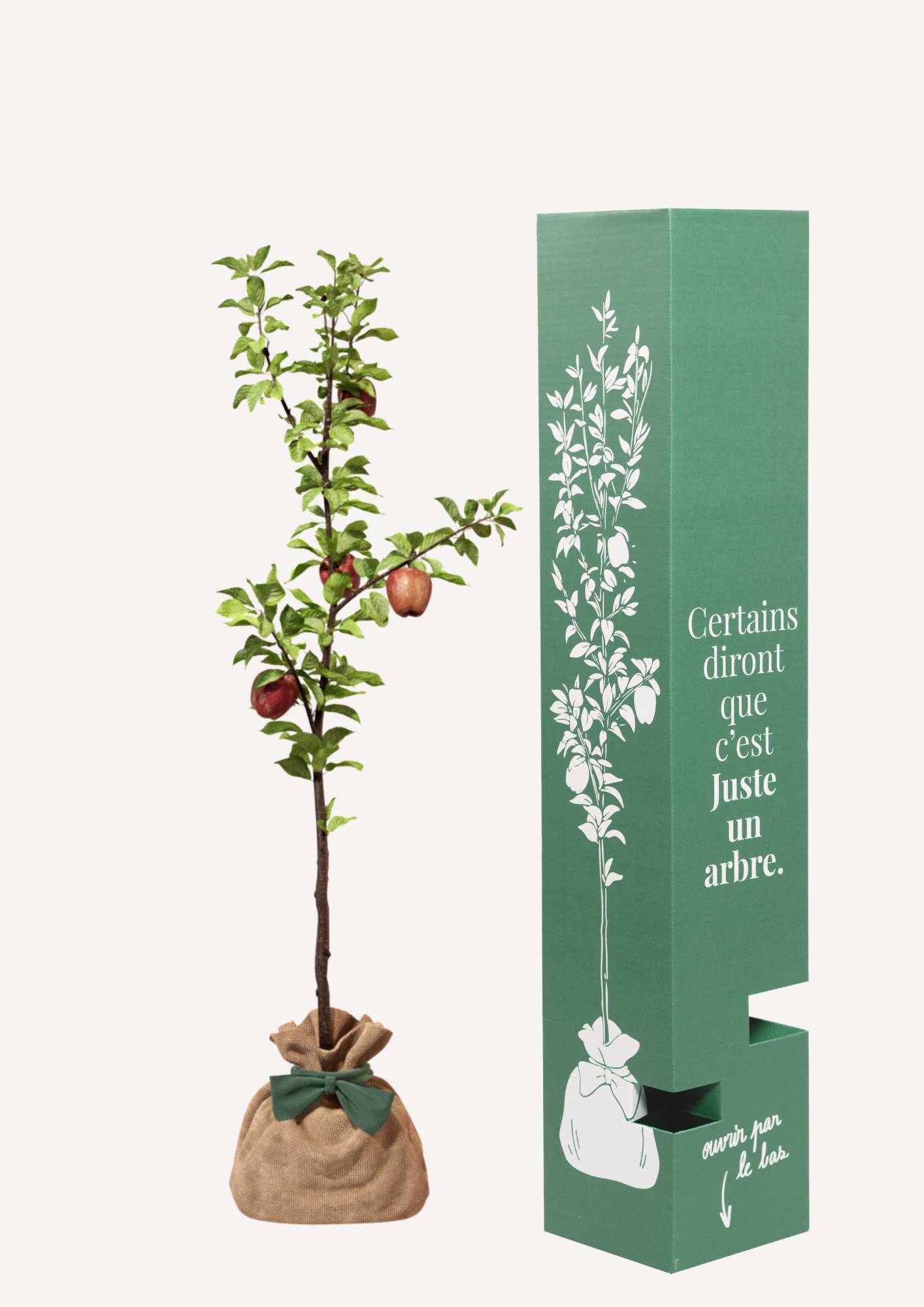 JUSTE UN ARBRE. – Pommier Reine des Reinettes | Idée cadeau pour naissance, mariage, anniversaire – Arbre de taille moyenne, adapté aux vergers… - Image 2