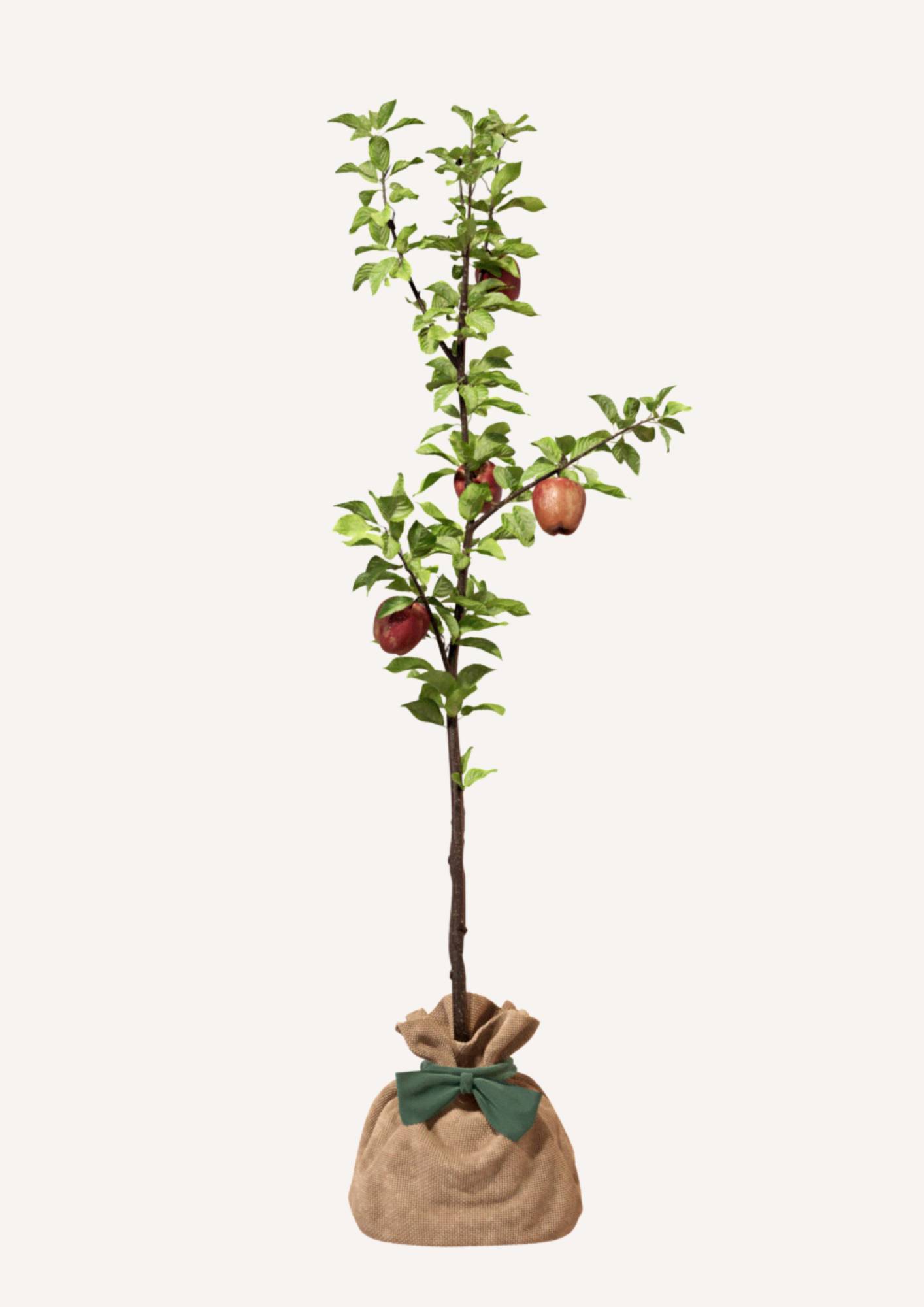 JUSTE UN ARBRE. – Pommier Reine des Reinettes | Idée cadeau pour naissance, mariage, anniversaire – Arbre de taille moyenne, adapté aux vergers… - Image 3