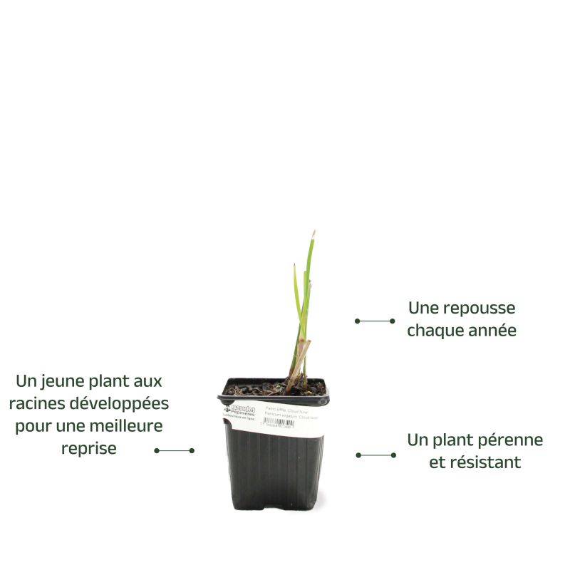 3 Panics Effilés 'Cloud Nine' - Lot de 3 graminées - Pépinières Naudet - Image 3
