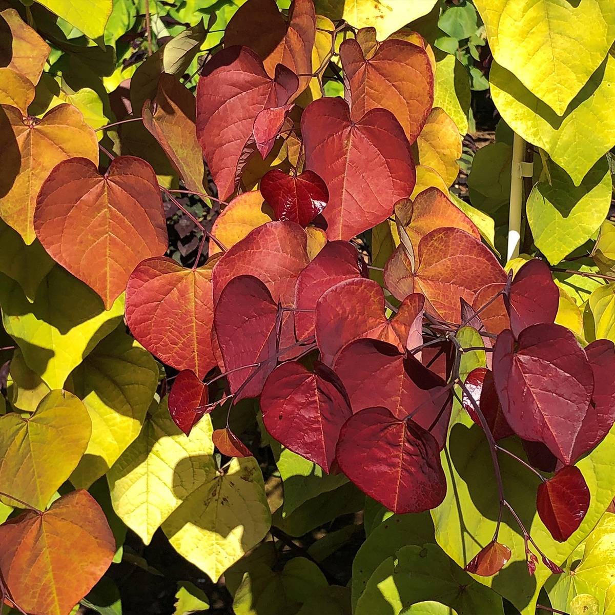 Promesse de Fleurs - Cercis canadensis Eternal Flame - Gainier du Canada Pot de 12L/15L