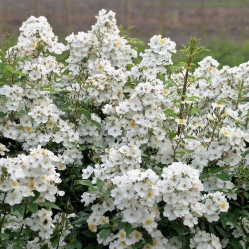 Promesse de Fleurs - Rosier paysager Rosanatura Alba Pot de 2L/3L
