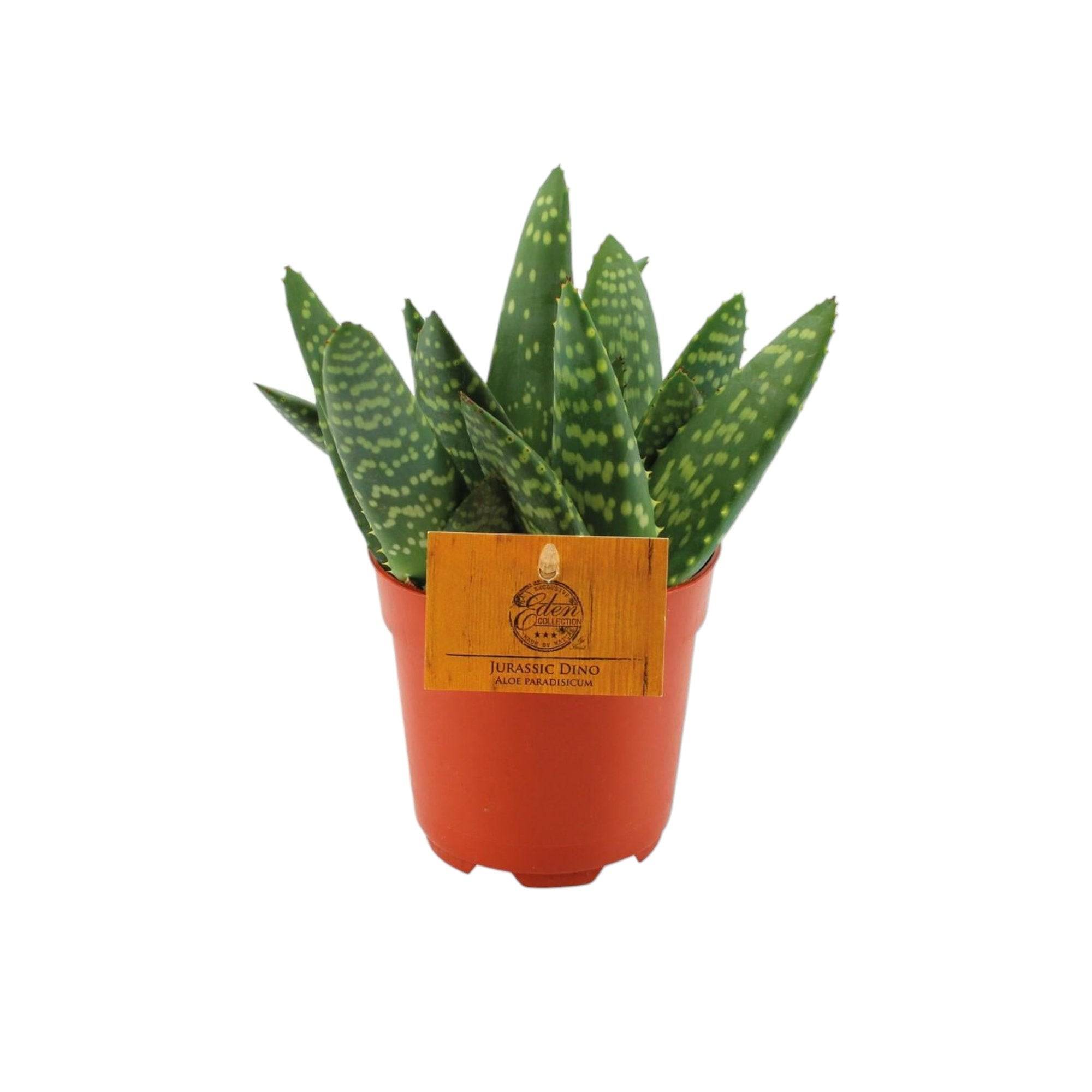 La Green Touch - Aloe Paradisicum 15cm - Plante d'intérieur- La Green Touch - Imagen 2