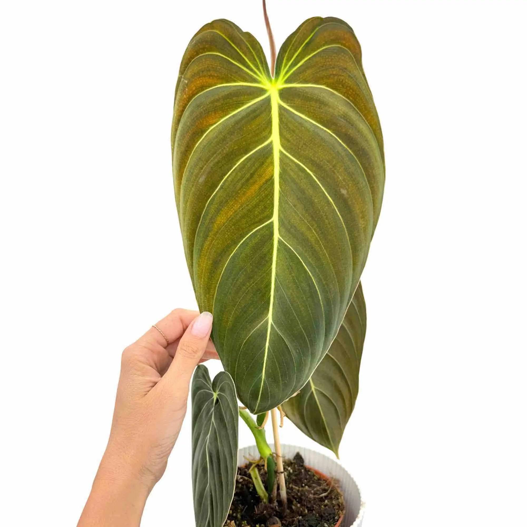 Philodendron Melanochrysum - Pot de 12cm - Plantes d'intérieur - Image 1