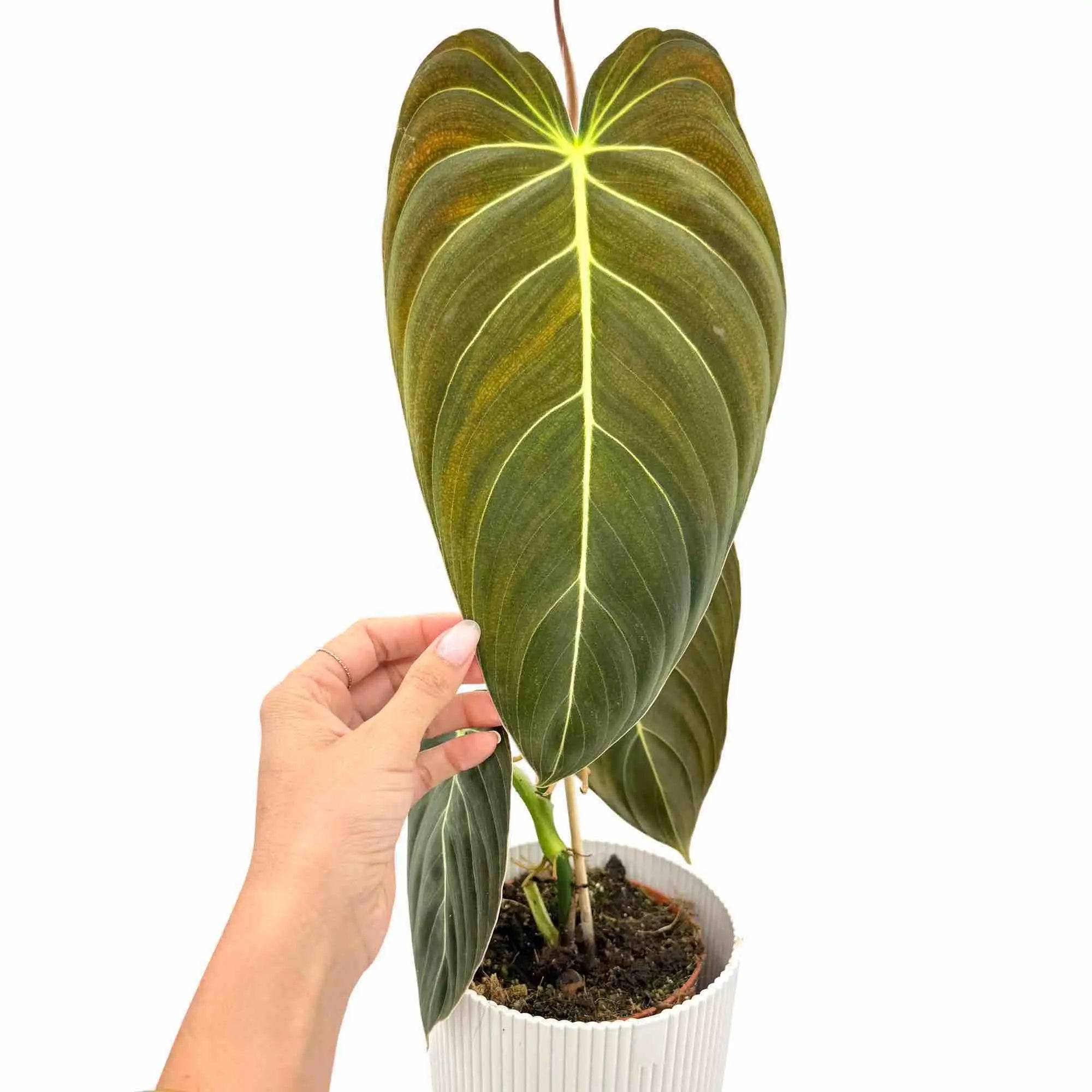 Philodendron Melanochrysum - Pot de 12cm - Plantes d'intérieur - Image 2