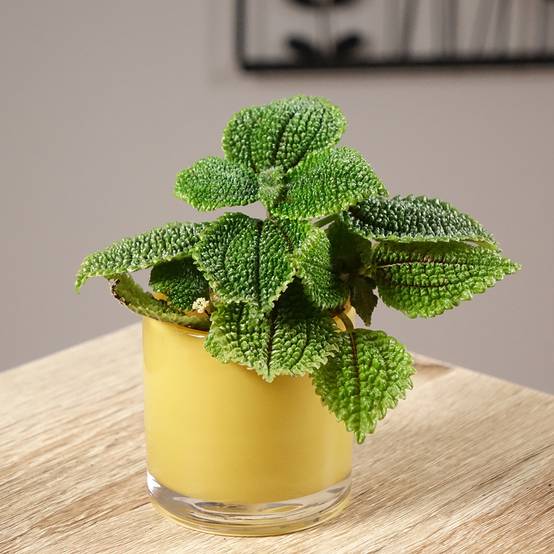 Pilea Moon Valley Mini-plante