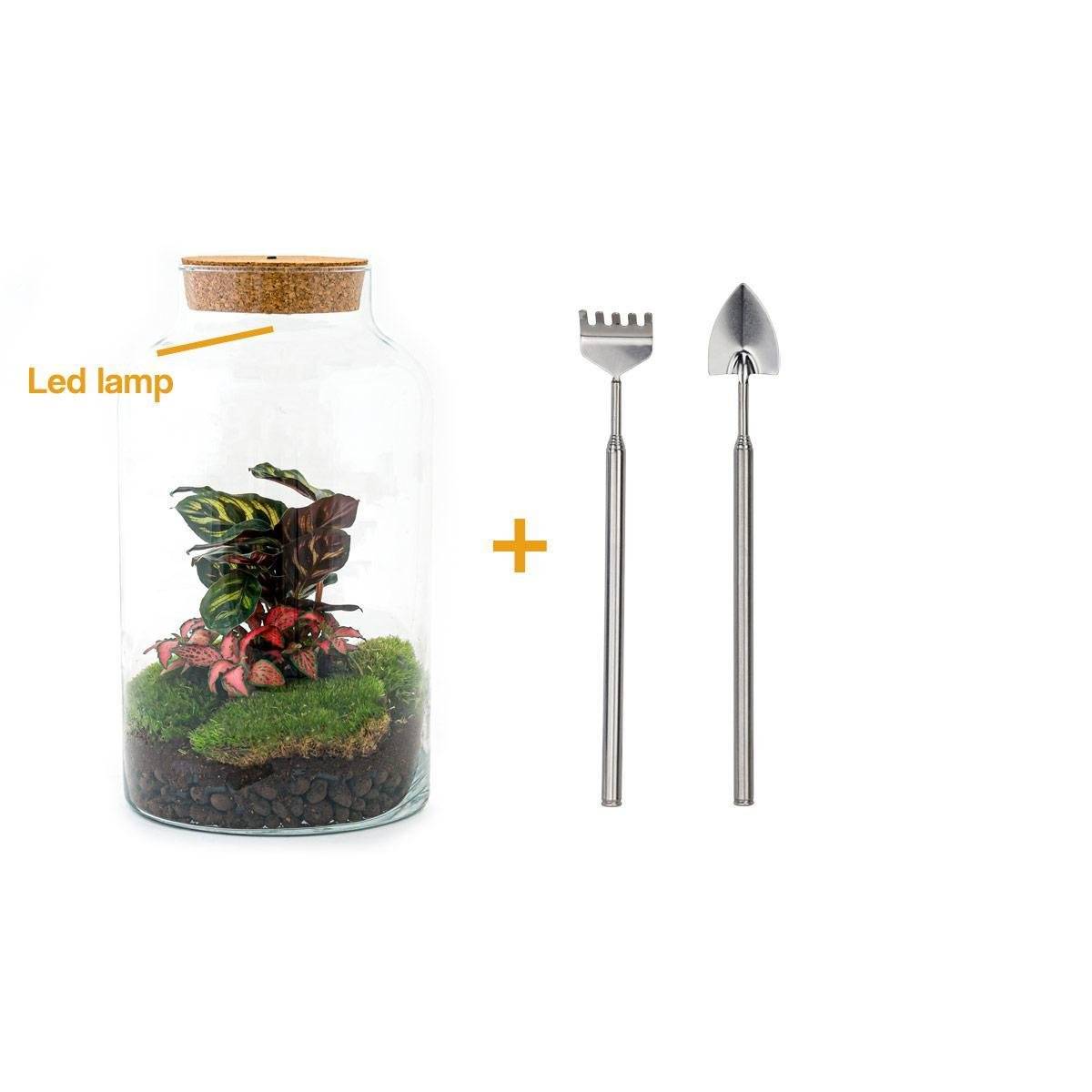 La Green Touch - Kit Terrarium DIY - MILA- La Green Touch Avec LED Calathea + Fittonia - Rateau + Pelle