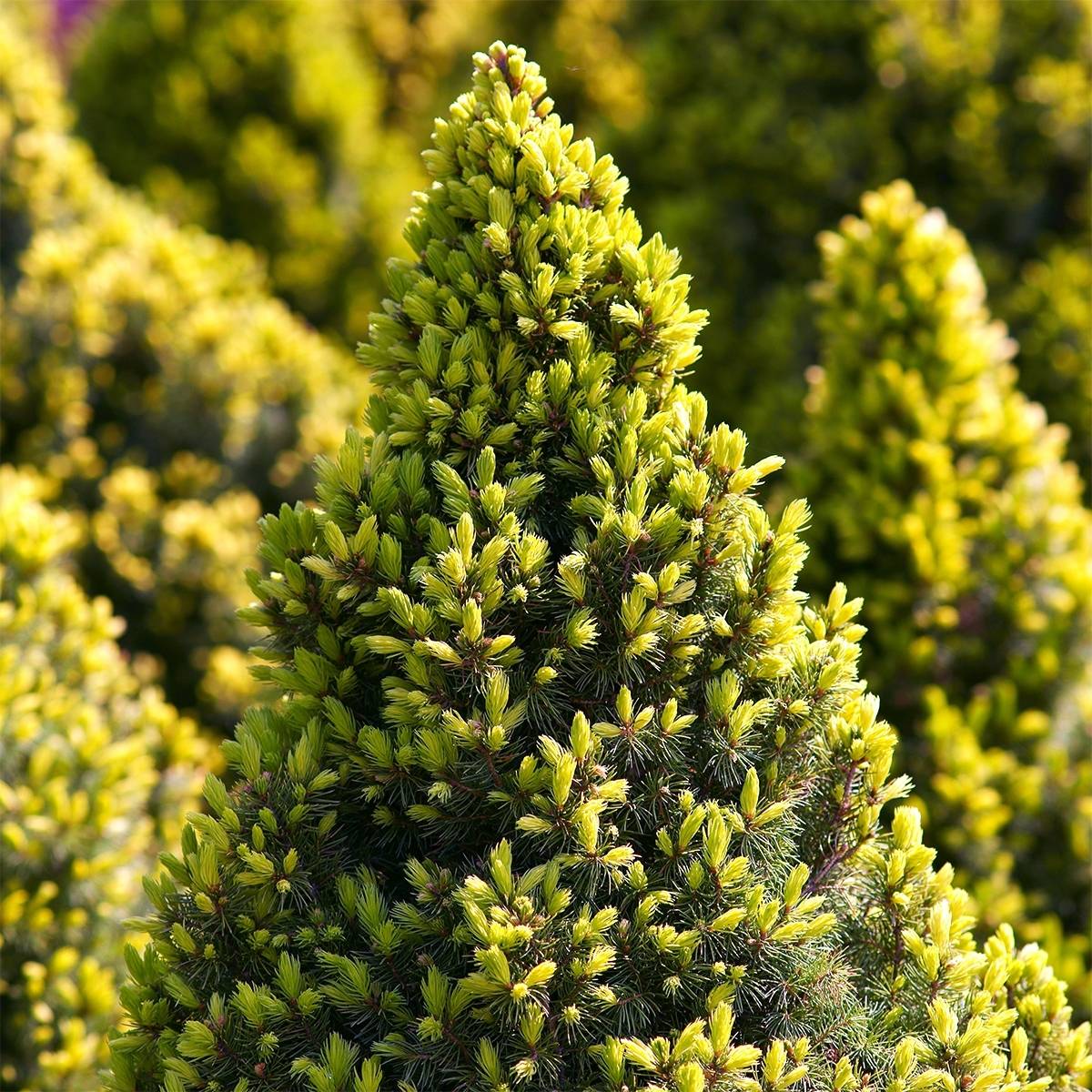 Promesse de Fleurs - Epinette blanche - Picea glauca Sun on the Sky Pot de 2L/3L