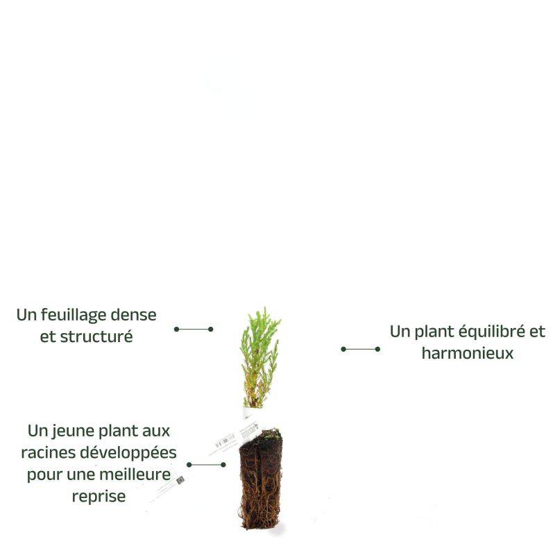 Sequoia géant (Sequoiadendron giganteum) - Godet - Taille 10cm - Pépinières Naudet - Image 4