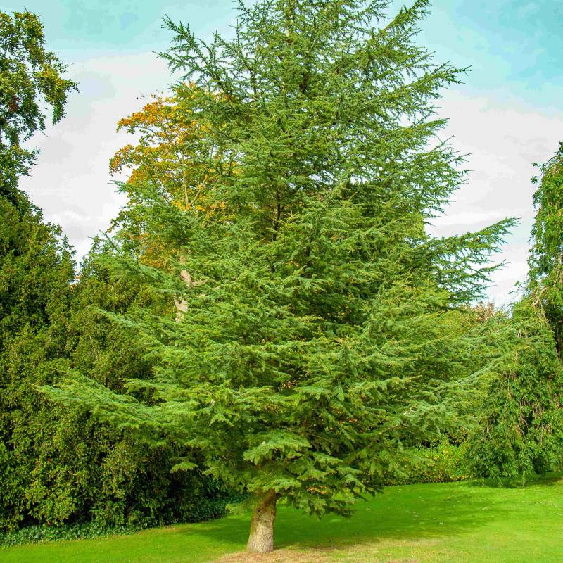 Sequoia géant (Sequoiadendron giganteum) - Godet - Taille 10cm - Pépinières Naudet