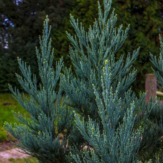Sequoia géant (Sequoiadendron giganteum) - Godet - Taille 10cm - Pépinières Naudet - Image 2