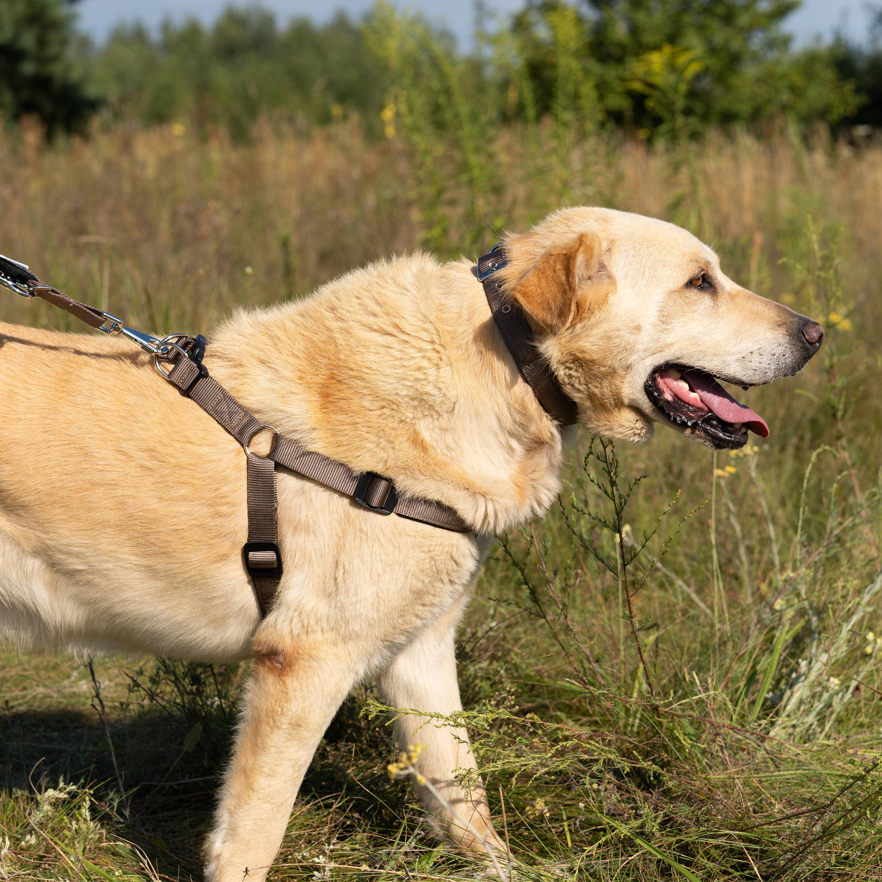 Ferplast - Harnais nylon chien rembourrage simple FERPLAST DAYTONA plusieurs tailles couleurs - Imagen 4