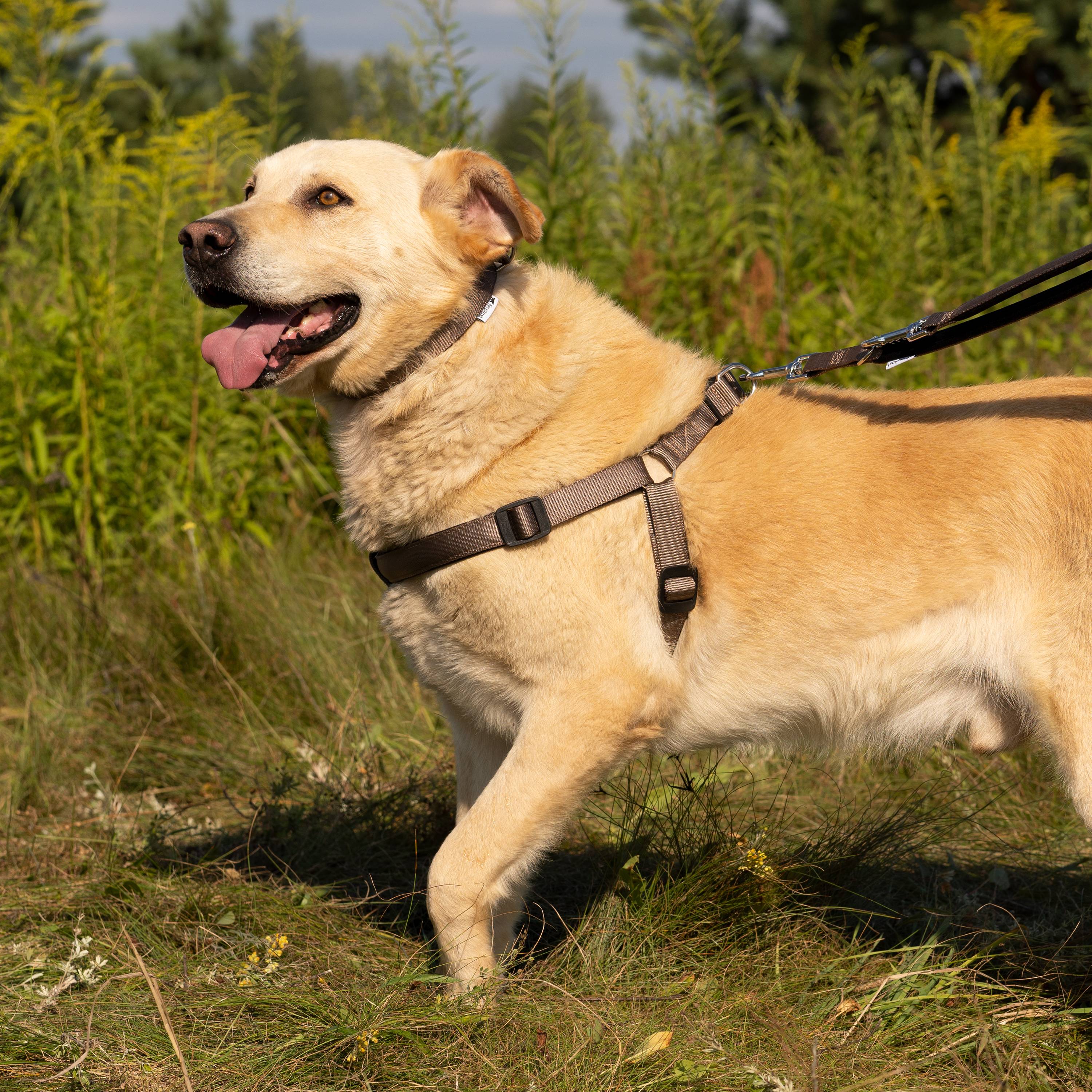 Ferplast - Harnais nylon chien rembourrage simple FERPLAST DAYTONA plusieurs tailles couleurs - Imagen 3