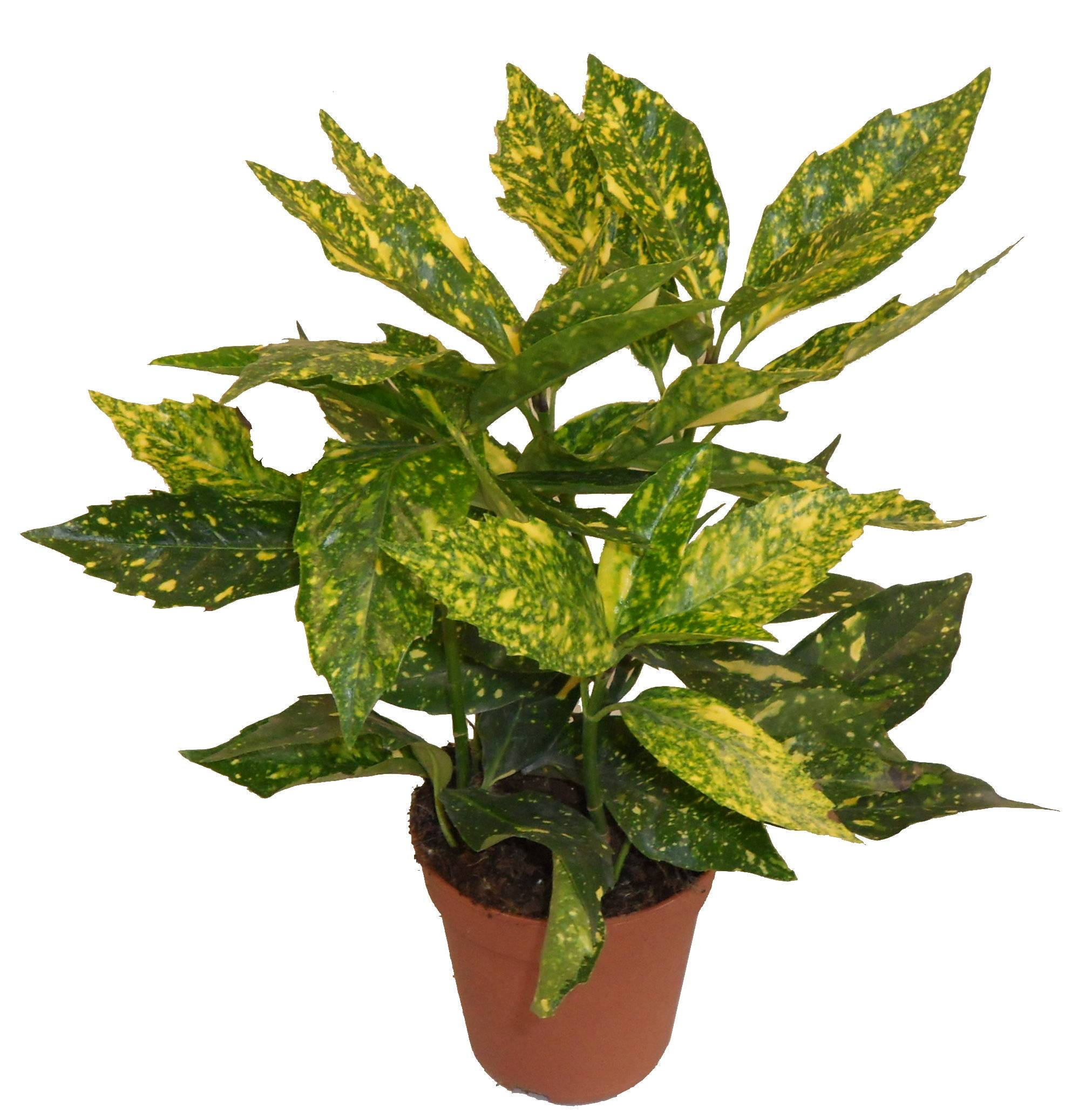 Horti-Flandre - Aucuba du Japon pot 13 cm