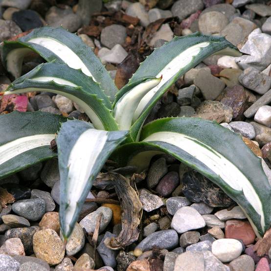 Promesse de Fleurs - Agave Mediopicta Alba - Agave d'Amérique Pot de 2L/3L