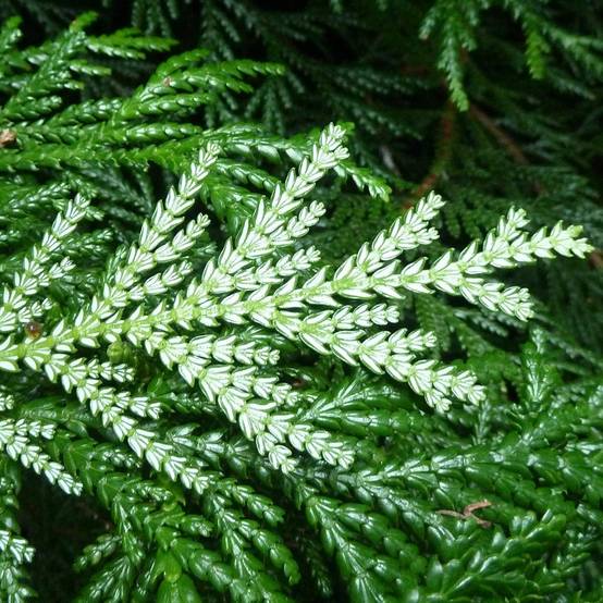 Promesse de Fleurs - Thujopsis dolobrata Pot de 4L/5L - Image 1