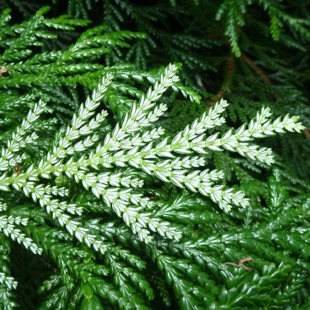 Promesse de Fleurs - Thujopsis dolobrata Pot de 4L/5L - Image 1