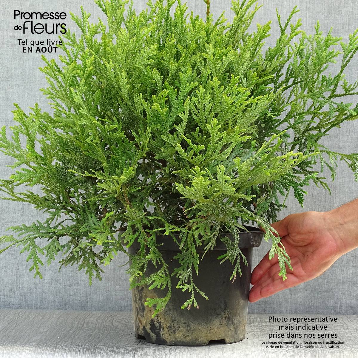 Promesse de Fleurs - Thujopsis dolobrata Pot de 4L/5L - Image 2