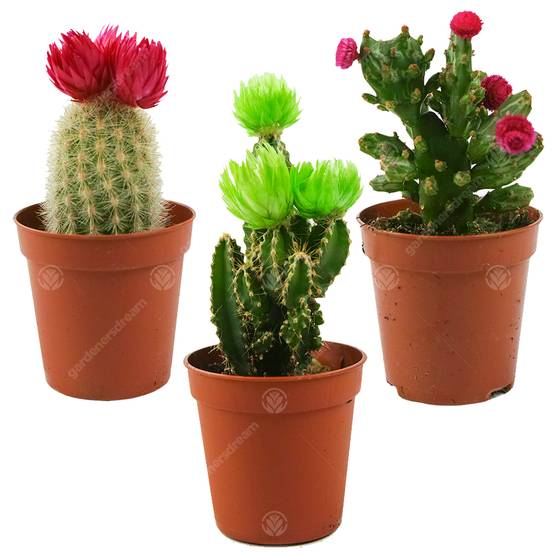 Gardenersdream - Assortiment Mini Cactus Disco Plante D'Intérieur En Pot 5,5 Cm Petit Cadeau Pour Maison / Bureau (Lot De 3) - GardenersDream - Image 1