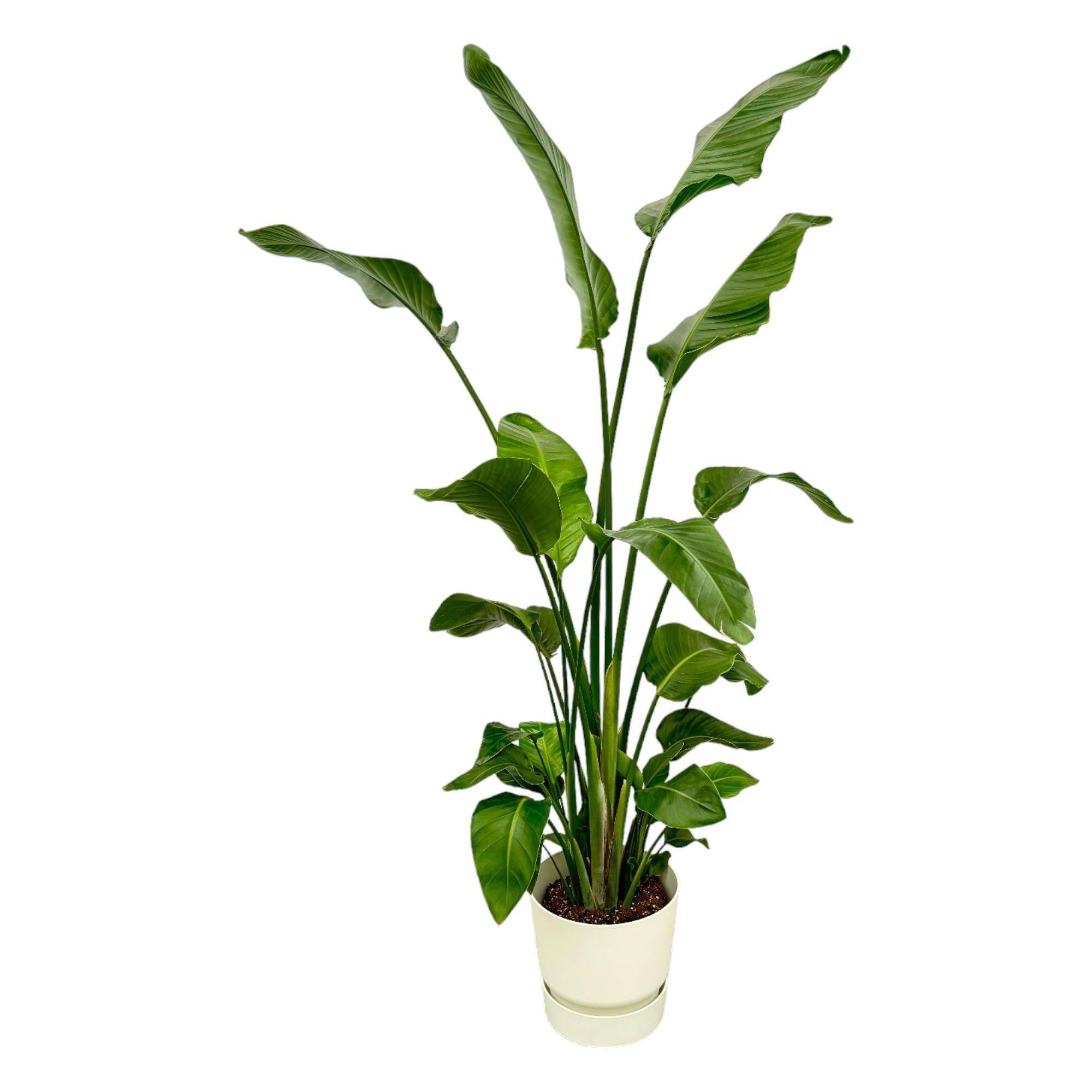 Strelitzia Nicolai 170 cm et son pot- La Green Touch Blanc + Reservoir - Hauteur 170cm