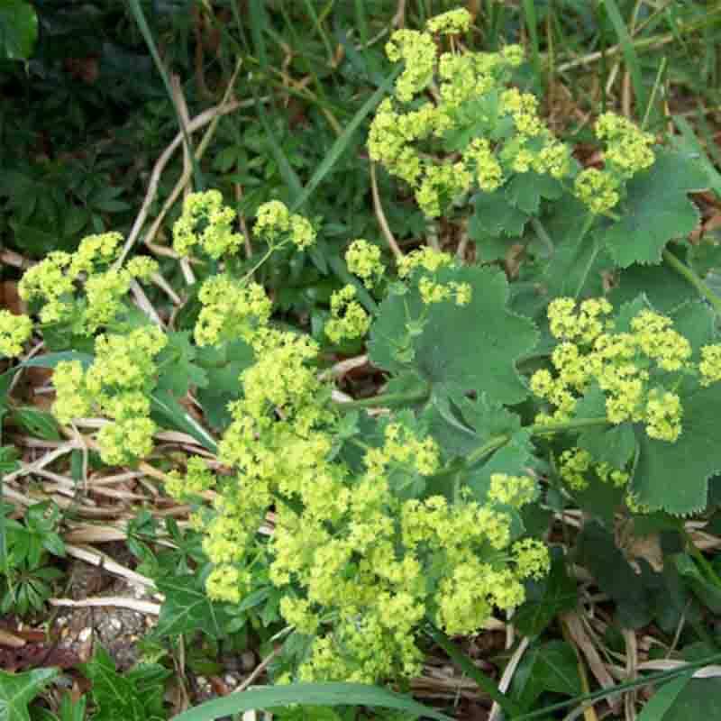 Alchemille vulgaris - Alchemille commune Godet de 8/9 cm