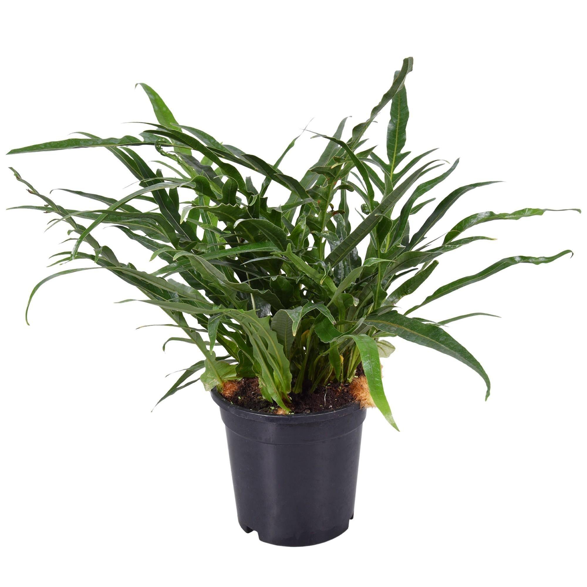 La Green Touch - Fougère Aglaomorpha 45cm - Plante d'intérieur- La Green Touch - Imagen 2