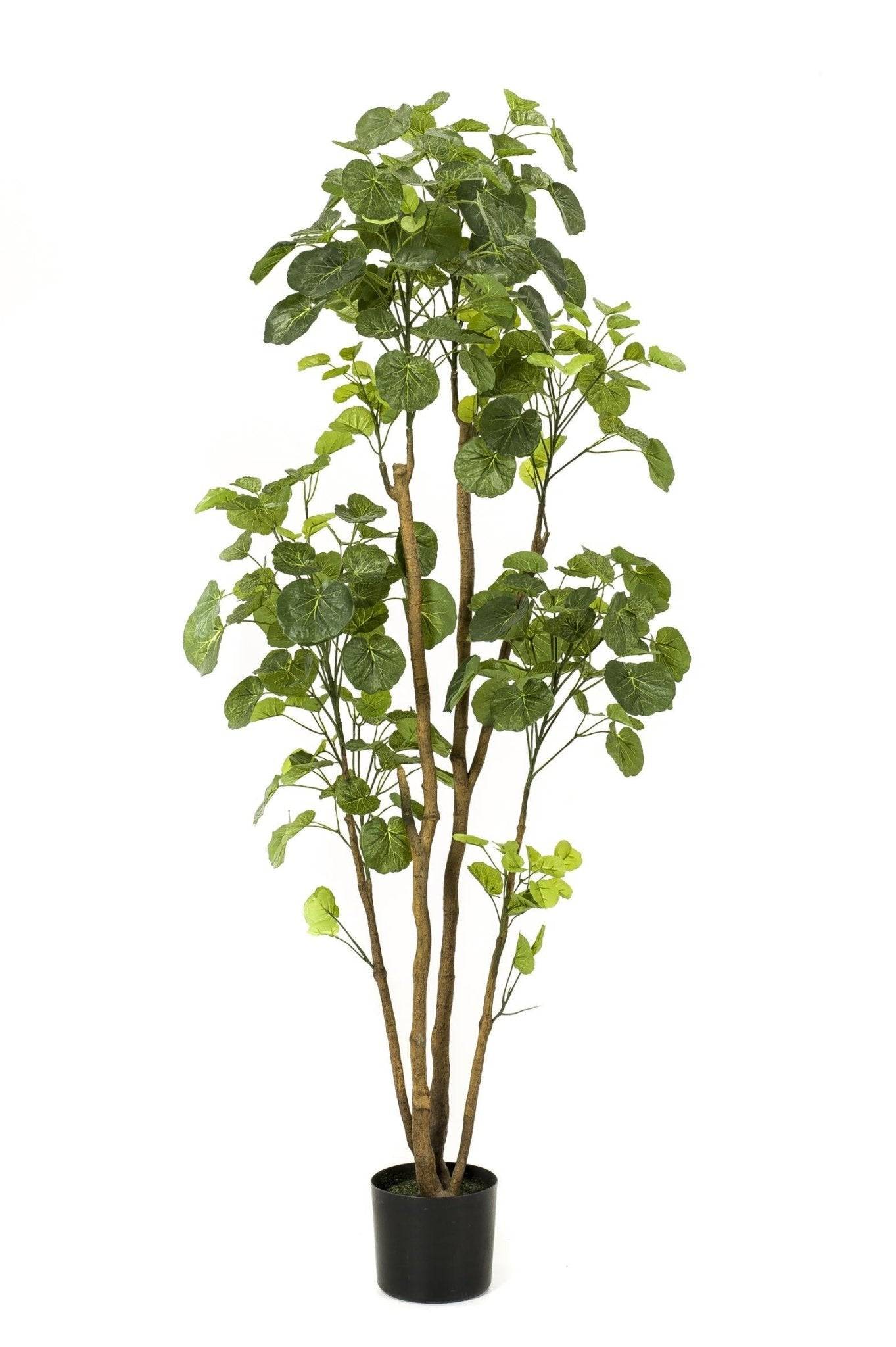 La Green Touch - Polyscias Aralia plante artificielle - h160cm, Ø14cm- La Green Touch - Imagen 5