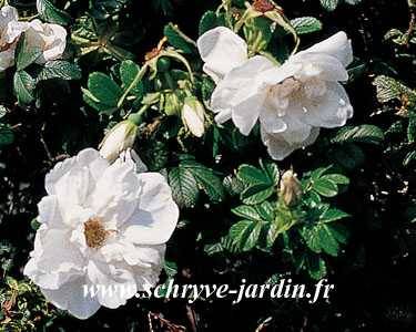 Promesse de Fleurs - Rosier rugosa Blanc double de Coubert Pot de 4L/5L, Qualité 2 branches