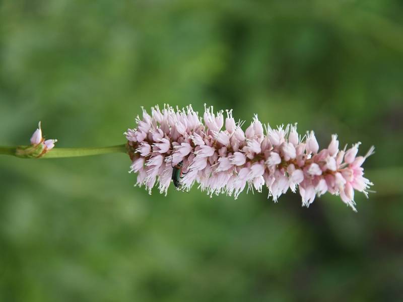 Renouée - Persicaria bistorta Superba Godet de 8/9 cm - Image 2