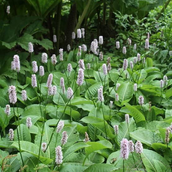 Renouée - Persicaria bistorta Superba Godet de 8/9 cm - Image 1