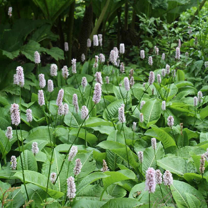 Renouée - Persicaria bistorta Superba Godet de 8/9 cm - Image 1