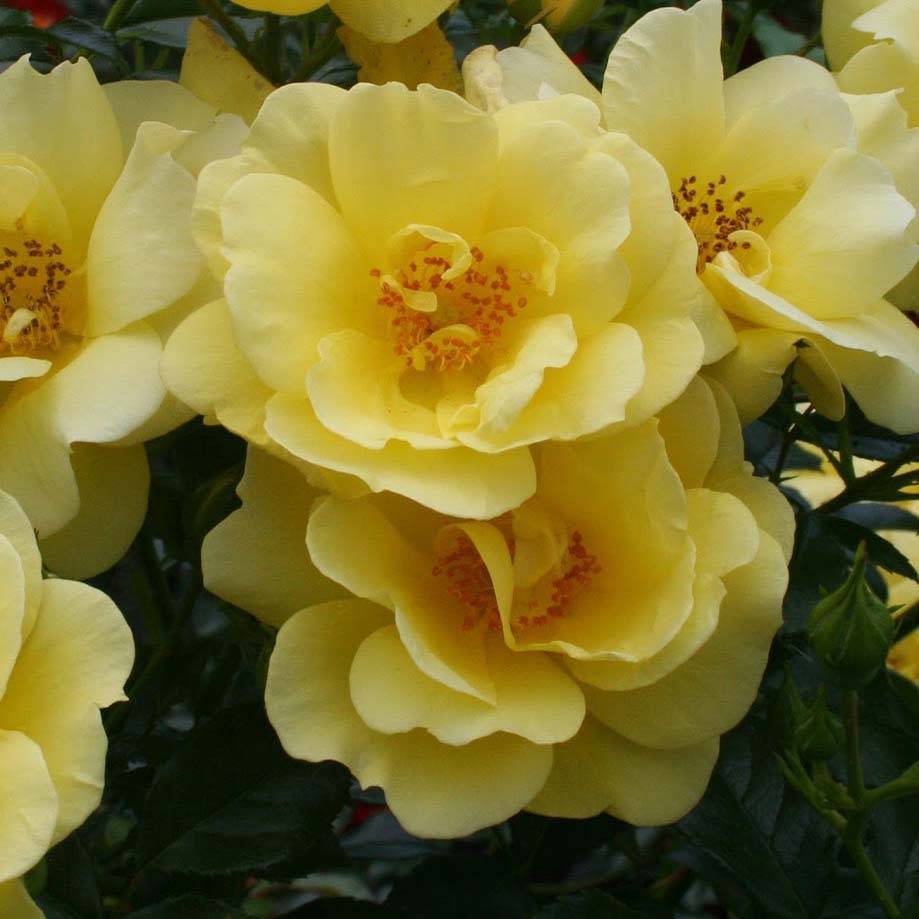 Promesse de Fleurs - Rosier Décorosiers Suneva  Pot de 4L/5L
